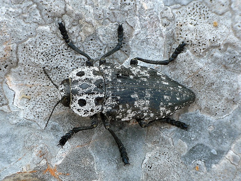 Capnodis cariosa